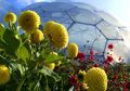 Eden Project: Konservatori Terbesar di Dunia