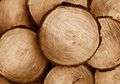 Baterai Dari Kayu