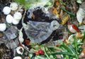Pilah Sampah dari Rumah