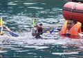 Ketika Menteri Susi Berenang Bersama Hiu Paus di Gorontalo