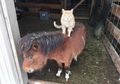 Teton, Kucing yang Senang Bertingkah seperti Bos dan Menunggangi Kuda serta Keledai
