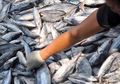 Inilah Modus Pencurian Ikan yang Dilakukan Kapal Asing Maupun Kapal Domestik