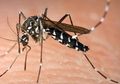 Fakta-fakta Seputar Nyamuk Aedes Aegypti si Penyebar DBD