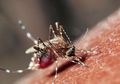 Hari Demam Berdarah Dengue: Bukan 3M, Warga Flores Punya Cara Sendiri untuk Menangkal Demam Berdarah
