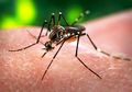 Satu Orang Dirawat Setiap Menit Karena Infeksi Dengue