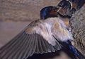 Rengguk Untung dari Liur Burung (2)
