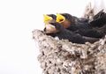 Rengguk Untung dari Liur Burung (1)