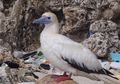 99% Burung Laut di Seluruh Dunia Akan Menelan Plastik pada 2050?