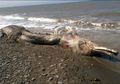 Bangkai Makhluk Laut Aneh Menggemparkan Penduduk di Pulau Sakhalin Rusia