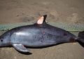 Mengenal Lumba-lumba Vaquita, Spesies Mamalia Laut Paling Terancam Punah
