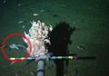 Hantu Laut Pecahkan Rekor Sebagai Ikan dengan Habitat Terdalam di Bumi