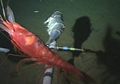 Spesies Ikan Unik Ditemukan di Kedalaman 8 Kilometer