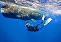 Sekelompok Peneliti Freediving Untuk Melihat Paus