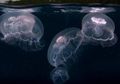 Berencana Snoerkeling di Liburan Long Weekend Ini? Hati-hati dengan 6 Hewan Laut Berbahaya Ini