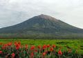 Menengok Kantung Semar di Taman Nasional Kerinci Seblat