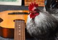 Cooper, Ayam Jantan yang Pandai Bermain Gitar