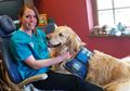 Perkenalkan JoJo, Seekor Golden Retriever yang Juga Asisten Dokter Gigi