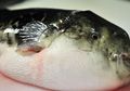 Perut Laki-laki China Harus Dipompa Delapan Kali Gara-gara Mengonsumsi Sup Ikan Buntal