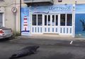 Setiap Hari, Sammy si Anjing Laut Menyeberang Jalan untuk Mengunjungi Restoran Seafood Favoritnya
