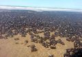 Jutaan Kumbang Menyerbu Pantai Selatan Argentina, Beberapa Orang Menyebutnya sebagai Tanda Hari Kiamat