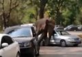Diduga Patah Hati Gajah Ini Mengamuk dan Merusak Belasan Mobil