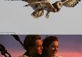 Unik, Aksi Burung Hantu Ini Mirip dengan Adegan Romantis Film Titanic