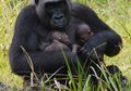Langka, Gorila di Kawasan Konservasi Afrika Tengah Ini Melahirkan Bayi Kembar