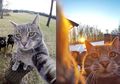 Kucing Lucu yang Doyan Banget Selfie, Foto-fotonya Dijamin Bikin Kita Geli