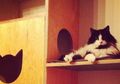 Belum Sebulan Berdiri, Cat Cafe Ini Ditutup karena Seluruh Kucingnya Telah Diadopsi