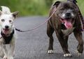Selain Kanker, Ternyata Diabetes Juga dapat Dideteksi oleh Anjing