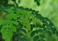 Daun Kelor, Terkenal Lewat Ungkapan, Punya Manfaat Menjanjikan Termasuk Jadi Azimat Kesaktian
