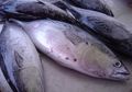 Yakin Bisa Membedakan Ikan Tuna, Ikan Cakalang, dan Ikan Tongkol?