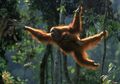Pernah Dipaksa Bersirkus di Thailand, Orangutan Ini Akhirnya Kembali ke Habitatnya di Kalimantan