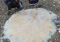Ditemukan, Ubur-ubur Misterius 'Berjemur' di Pantai Australia