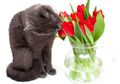 Tanaman Ini Bisa Meracuni Kucing dan Anjing