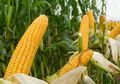 Jangan Dipakai Buat Belajar Merokok Saja, Rambut Jagung Ternyata Punya Banyak Manfaat Bagi Kesehatan