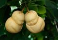 Cina Lahirkan Buah Pir Mirip Wajah Bayi
