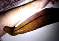 Lintah Raksasa yang Dijadikan Hewan Peliharaaan Ini Dibiarkan Menghisap Darah Tuannya