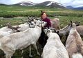 Suku Tsaatans di Mongolia yang Hidup Nomaden dengan Tradisi Unik (1)