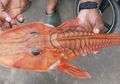 Peneliti LIPI: Ikan Misterius yang Ditangkap Nelayan Banda Sebenarnya Sudah Dikenal