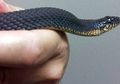 Virgin Snake alias Ular Perawan, Dua Kali Melahirkan dalam Dua Tahun tanpa Pembuahan