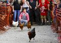 (FOTO) Ayam Betina Ini Ikut Balapan Tingkat Dunia