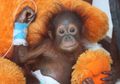 Udin, Bayi Orangutan Trauma yang Mencoba Bunuh Diri Setelah Kematian Ibunya