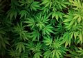 Dilarang di Banyak Negara, Ganja Malah Menambah Daftar Manfaat Dahsyatnya Bagi Kesehatan