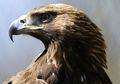 Burung Paling Mematikan di Arktik
