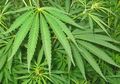Ganja Membuat Kontrol Sopir Berkurang