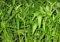 Benarkah Kangkung Bikin Kantuk?