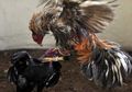 Bahar, Warga Nunukan yang Tewas Tertusuk Taji Ayam Lawan saat Ikut Sabung Ayam