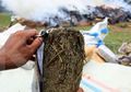 Jamaika, Negerinya Bob Marley yang Legalkan Konsumsi Ganja