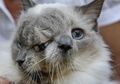 Seekor Kucing Bermuka Dua Mati di Usia 15 Tahun